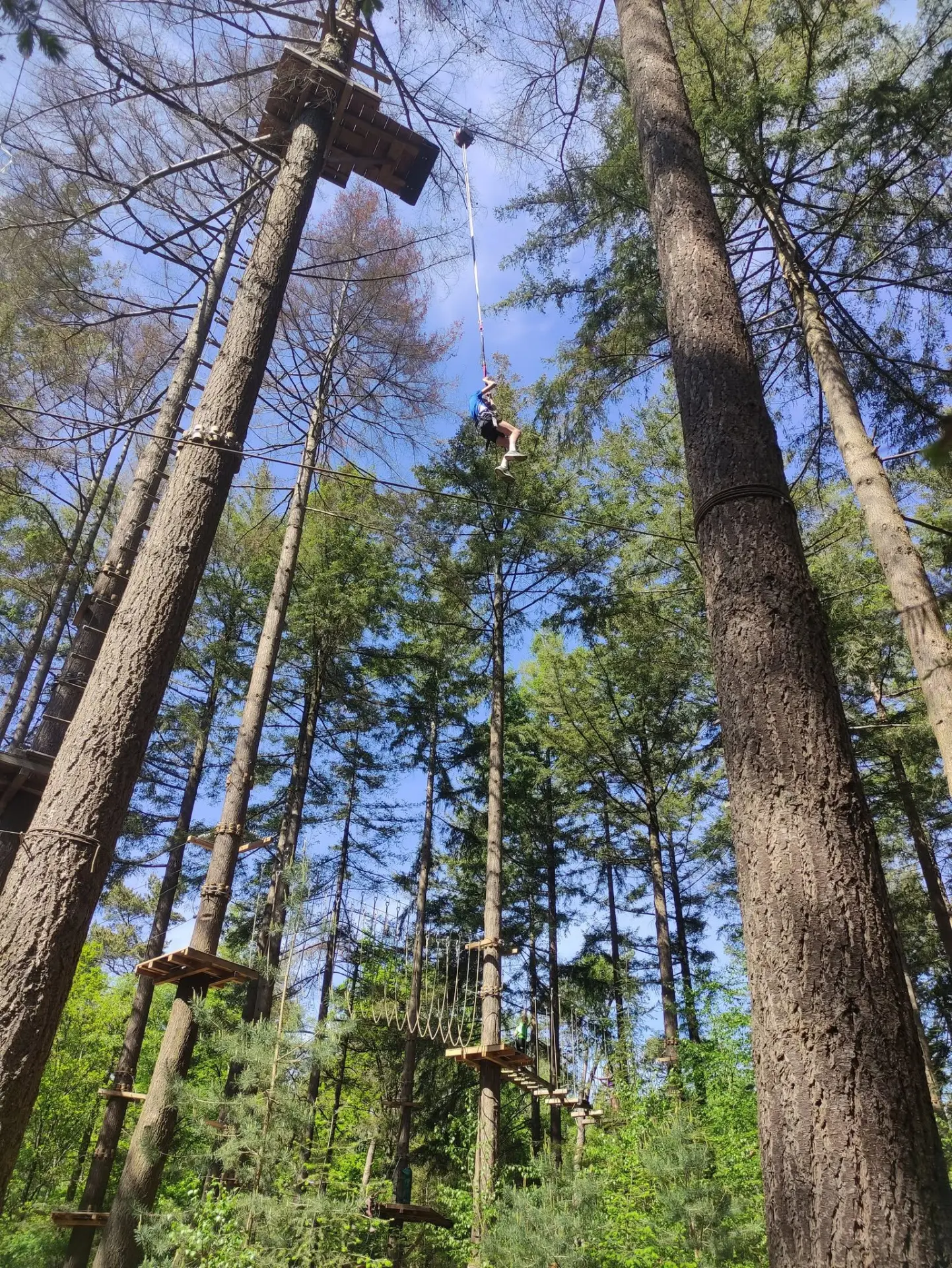 Klimbos: hoog in de bomen